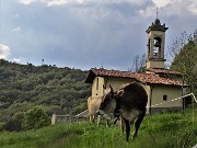 59 Chiesetta di San Barnaba con mucca al pascolo